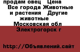  продам овец › Цена ­ 100 - Все города Животные и растения » Другие животные   . Московская обл.,Электрогорск г.